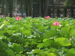 -四川大学(望江校区)