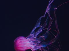 -锦艺城海洋馆