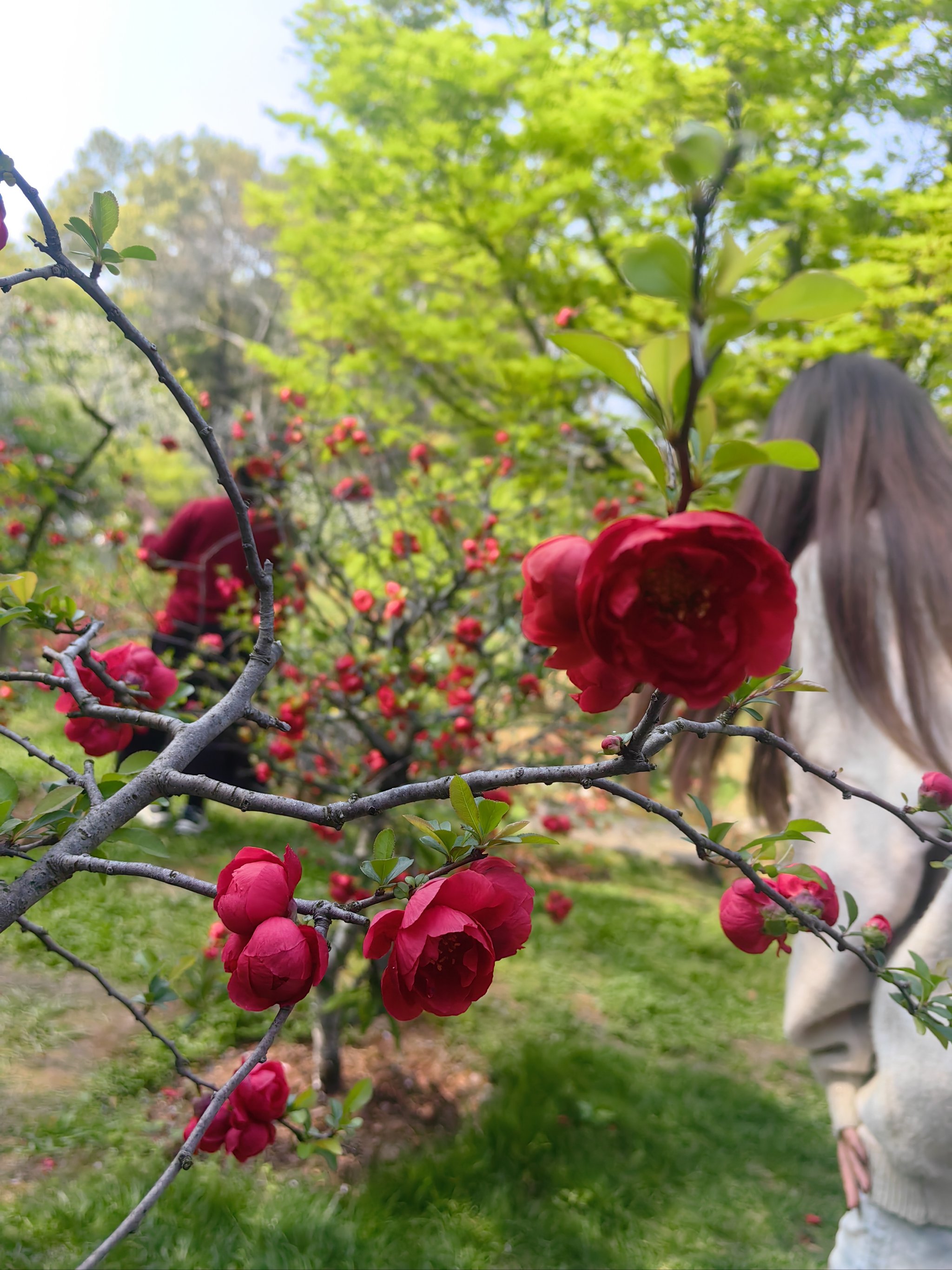 海棠树开花图片图片