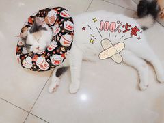 -瑞派动物医院·猫专科·至诚(江南中分院)