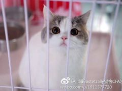 -Bastet sally猫舍购宠(静安店)