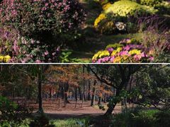 -上海共青森林公园