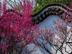 -梅花山(明孝陵内)