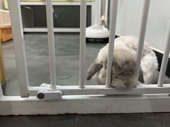 -瑞派·关忠动物医院猫科外科·异宠·24小时转诊中心(祥云店)