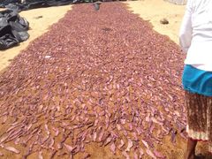 -尼甘布海鲜市场