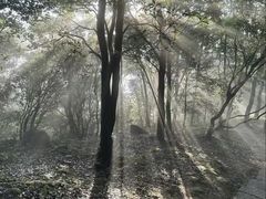 -梧桐山风景名胜区