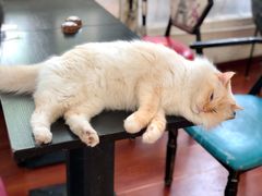 -猫小院猫主题咖啡厅(北锣店)