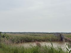 -盐城丹顶鹤湿地生态旅游区