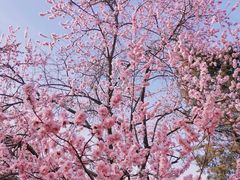 -桃花堤公园
