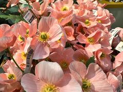 -宜家家居(四元桥商场店)