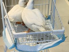 -怪兽屋·羊驼·猫咖·狗咖(俊华广场店)