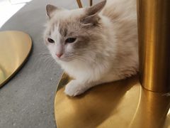 -飞行喵MR PILOT|猫舍·猫咖(静安大融城店)