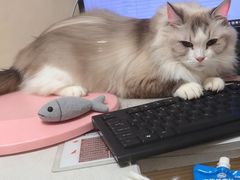-安安宠医宠物医院·异宠·犬猫内科(岳阳分院)