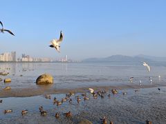 -深圳湾公园(南山区)