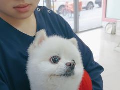 -全心全意连锁动物医院·微创中心·内科急重症·心脏专科(丰管路店)