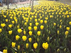 -瑶湖郊野森林公园