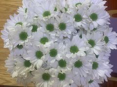 -双季花艺园艺市场(浦东店)