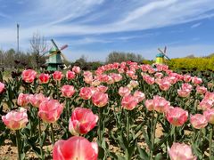 -北京国际鲜花港
