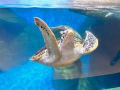 -海合安武汉极地海洋公园