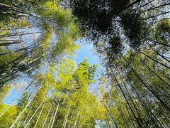 -西湖风景区十里琅珰-五云山