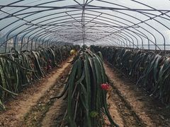 -海上花岛玫瑰园采摘