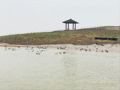 -南大港湿地风景区