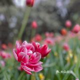 你好啊春天，你好啊郁金香