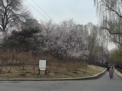-武汉大学-樱园