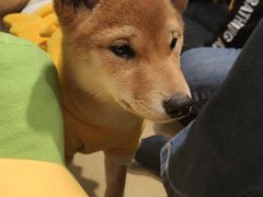 -逗柴咖啡屋·狗咖猫咖宠物桌游