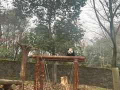 -都江堰中华大熊猫苑