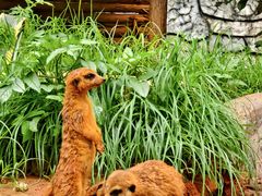 -云南野生动物园