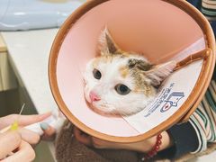 -乐派堂宠物医院·猫友好· 心脏科(东街店)