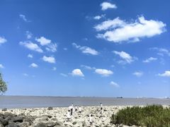 -上海吴淞炮台湾国家湿地公园