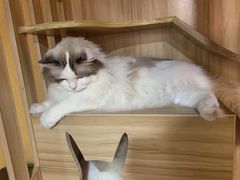 -白兔子密室(长寿路店)