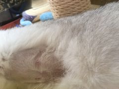 -纳吉亚猫专科动物医院博雅分院