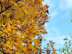 -北京西山国家森林公园