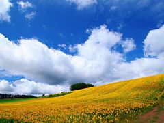-富田农场