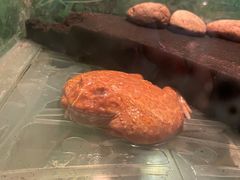 -上海大自然野生昆虫馆(东方明珠·爬宠昆虫探索中心)