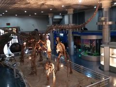 -国家自然博物馆