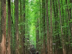 -山王坪喀斯特国家生态公园