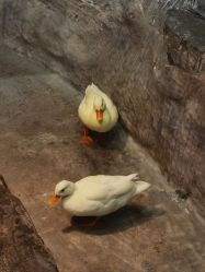 -Zoolung Zoolung动物主题公园(海信广场店)