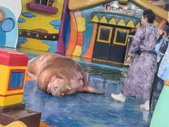 -海合安武汉极地海洋公园