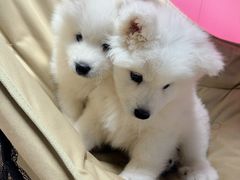 -翊宠yipet猫狗购宠庄园犬舍•猫舍