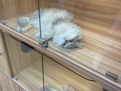 -猫十亿·布偶金渐层·曼基康矮脚猫舍(青年路店)