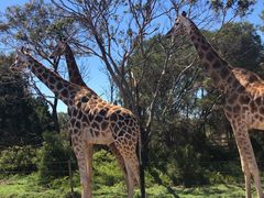 -威勒比开放式动物园