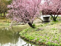 -花开海上生态园