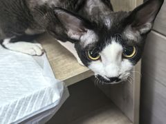 -北京观赏动物医院·24小时大型综合·猫专科·异宠专科