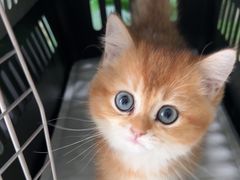 -佳雯宠物医院·皮肤科·内外科(春晓路分院)