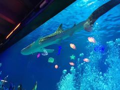 -烟台海昌鲸鲨海洋公园