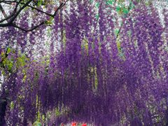 -广东花都香草世界旅游度假区